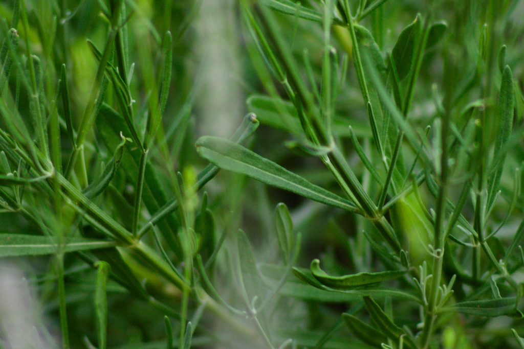 Lavender Leaves Lavender Leaves